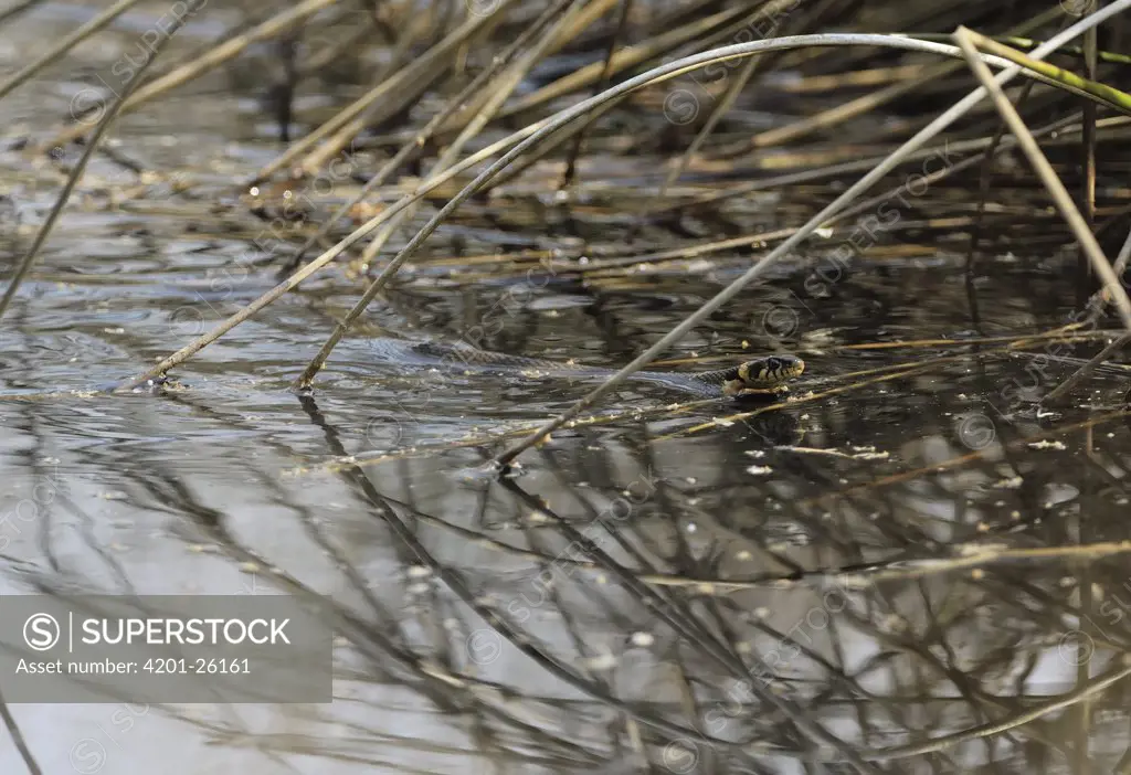 Grass Snake (Natrix natrix) swimming in pond, Eesveen, Netherlands