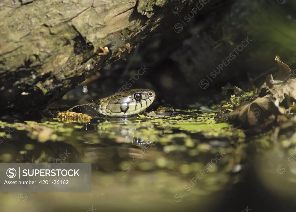 Grass Snake (Natrix natrix) swimming in pond under branch, Eesveen, Netherlands