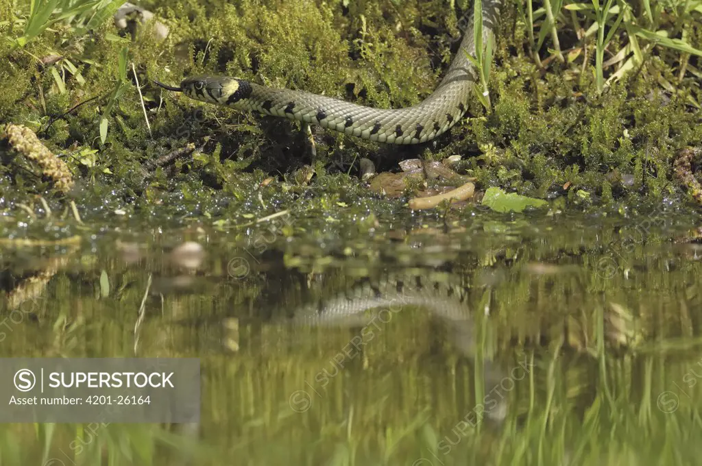 Grass Snake (Natrix natrix) at water's edge, Eesveen, Netherlands