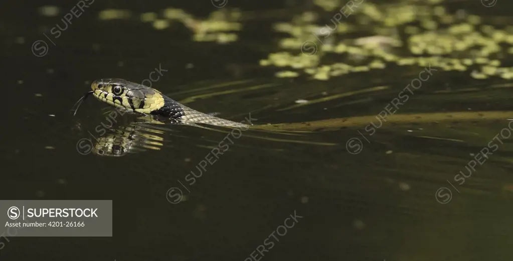Grass Snake (Natrix natrix) swimming in pond, Eesveen, Netherlands