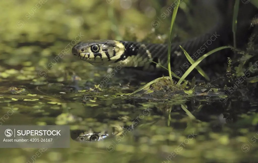 Grass Snake (Natrix natrix), Eesveen, Netherlands