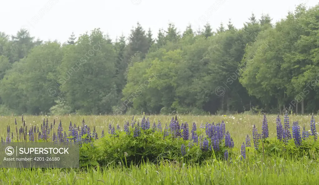 Narrow-leaved Blue Lupin (Lupinus angustifolius) at edge of field, Eesveen, Netherlands