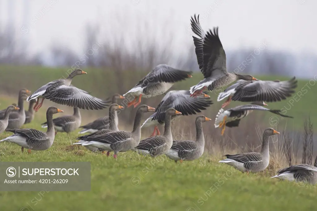 Greylag Goose (Anser anser) flock taking off, Friesland, Netherlands