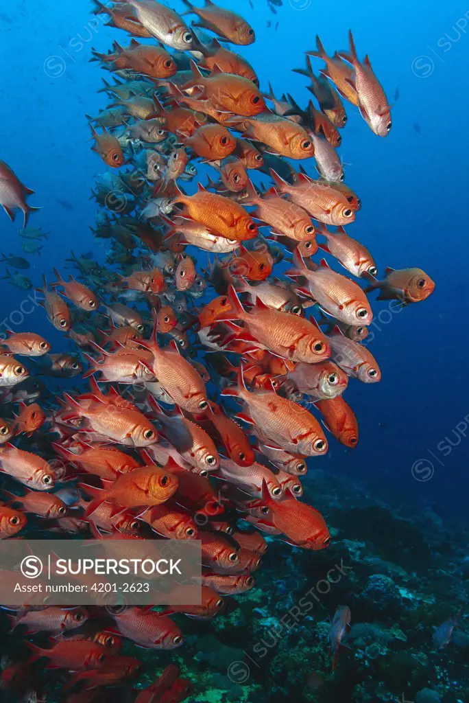 White-tipped Soldierfish (Myripristis vittata) group, Nusa Penida, Indonesia