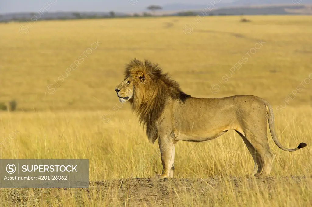 African Lion (Panthera leo) on the lookout, Masai Mara National Reserve, Kenya