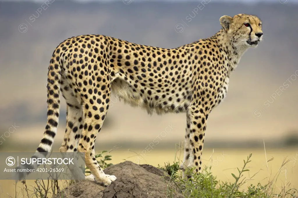 Cheetah (Acinonyx jubatus) on termite mound, Masai Mara National Reserve, Kenya