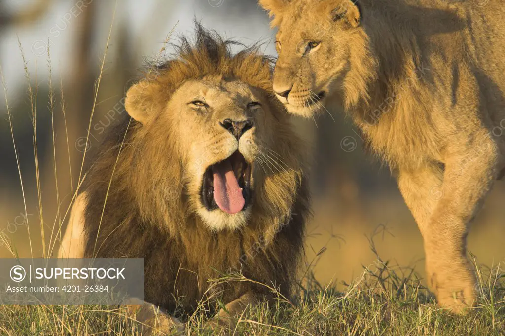 African Lion (Panthera leo), old and young males, Masai Mara National Reserve, Kenya