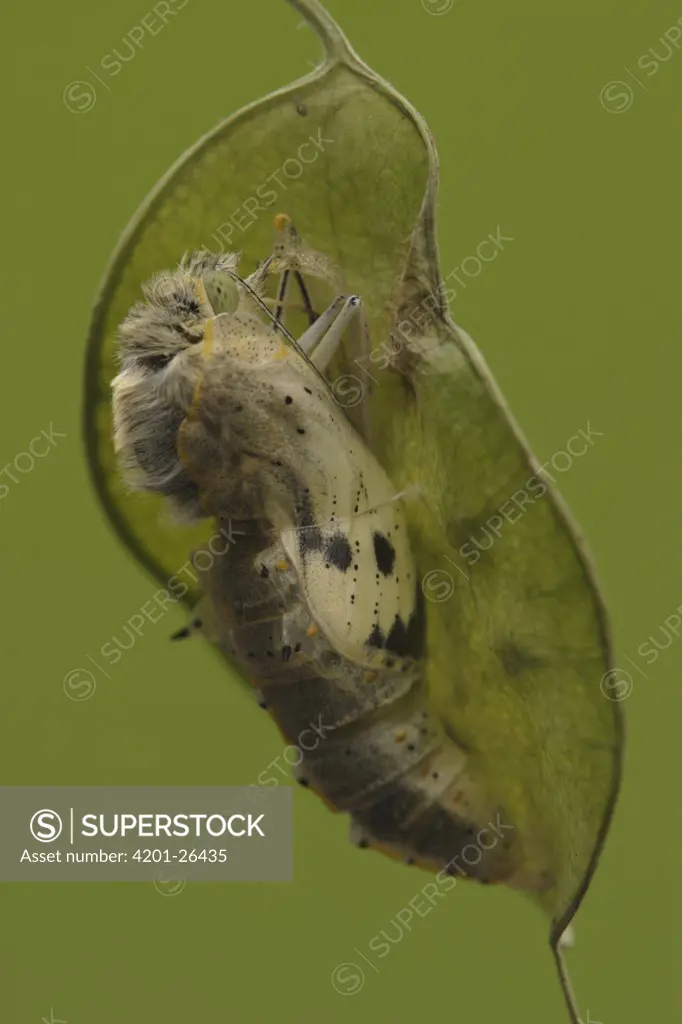 Cabbage Butterfly (Pieris brassicae) chrysalis with metamorphized butterfly emerging, Netherlands, Sequence 5 of 17