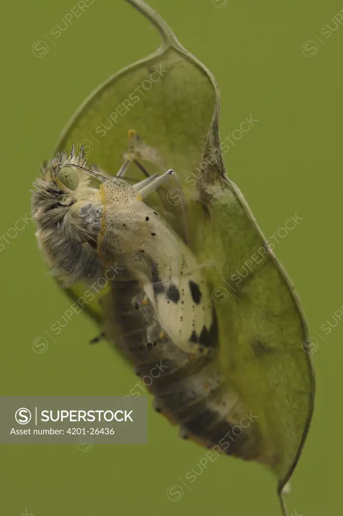 Cabbage Butterfly (Pieris brassicae) chrysalis with metamorphized butterfly emerging, Netherlands, Sequence 6 of 17
