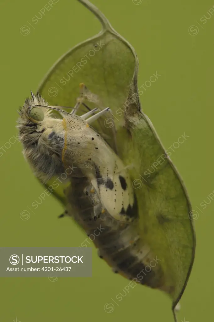 Cabbage Butterfly (Pieris brassicae) chrysalis with metamorphized butterfly emerging, Netherlands, Sequence 7 of 17
