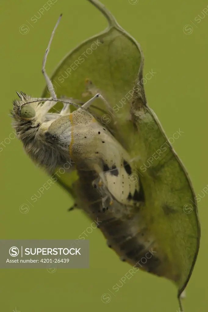 Cabbage Butterfly (Pieris brassicae) chrysalis with metamorphized butterfly emerging, Netherlands, Sequence 9 of 17