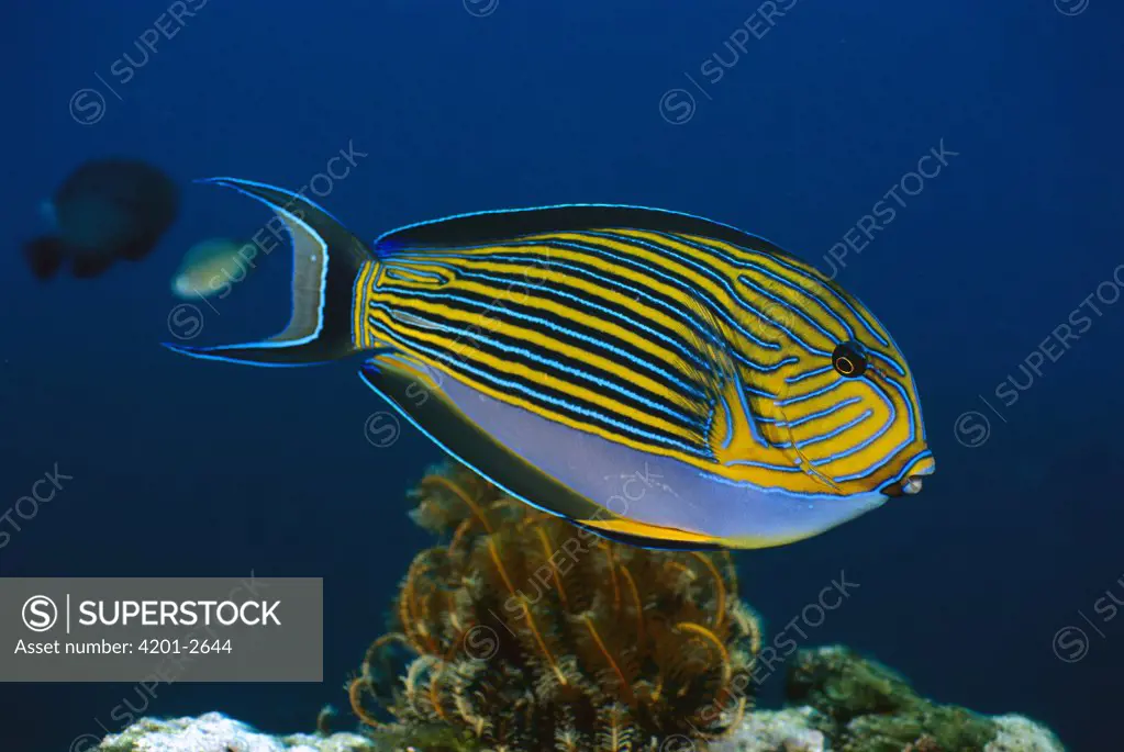 Striped Surgeonfish (Acanthurus lineatus), Bali, Indonesia