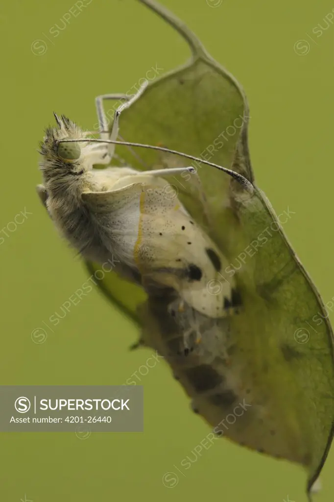 Cabbage Butterfly (Pieris brassicae) chrysalis with metamorphized butterfly emerging, Netherlands, Sequence 10 of 17