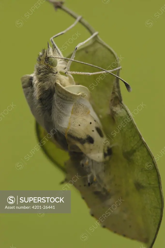 Cabbage Butterfly (Pieris brassicae) chrysalis with metamorphized butterfly emerging, Netherlands, Sequence 11 of 17