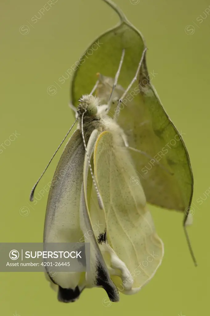 Cabbage Butterfly (Pieris brassicae) recently emerged butterfly, Netherlands, Sequence 15 of 17