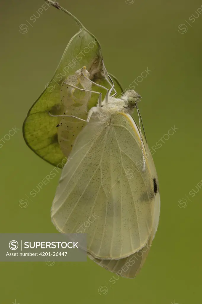 Cabbage Butterfly (Pieris brassicae) recently emerged butterfly, Netherlands, Sequence 17 of 17