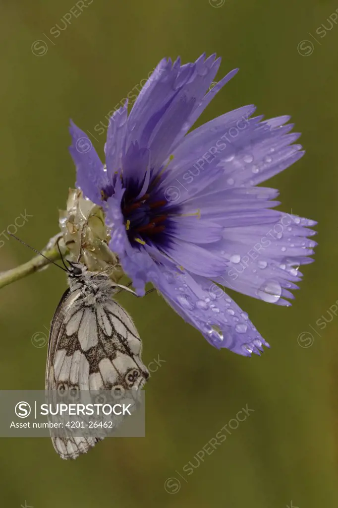 Marbled White (Melanargia galathea) butterfly on flower, Netherlands