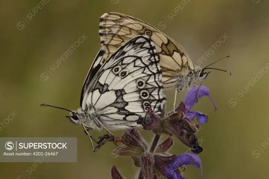 Marbled White (Melanargia galathea) butterfly pair mating, Netherlands