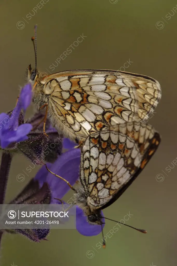 Heath Fritillary (Melitaea athalia) butterfly pair mating, Col de Muse, France