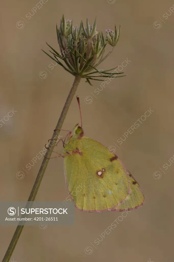 Clouded Yellow (Colias croceus) butterfly on stalk, St. Nazaire le Desert, France