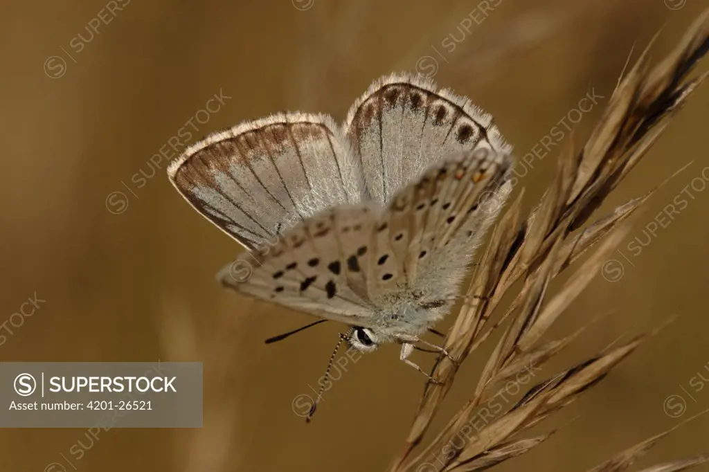 Chalk-hill Blue (Lysandra coridon) butterfly on grass, St. Nazaire le Desert, France