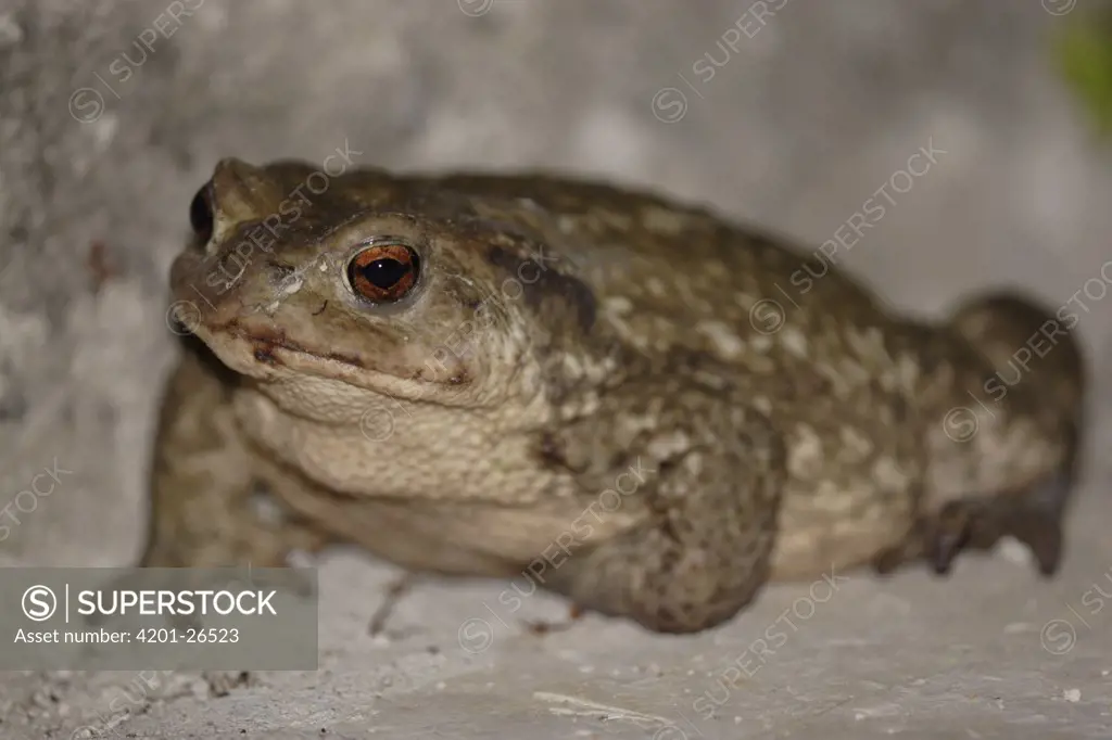 European Toad (Bufo bufo), St. Nazaire le Desert, France