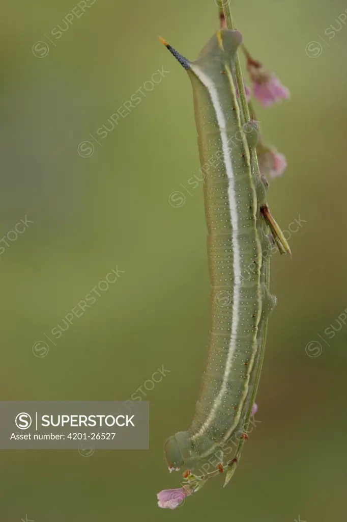 Hummingbird Hawk-moth (Macroglossum stellatarum) caterpillar, St. Nazaire le Desert, France