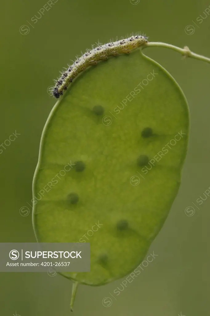 Cabbage Butterfly (Pieris brassicae) caterpillar on leaf, Netherlands
