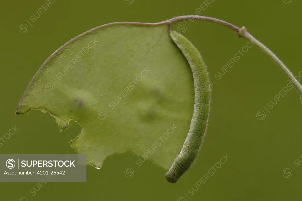 Orange Tip (Anthocharis cardamines) butterfly caterpillar eating leaf, Netherlands