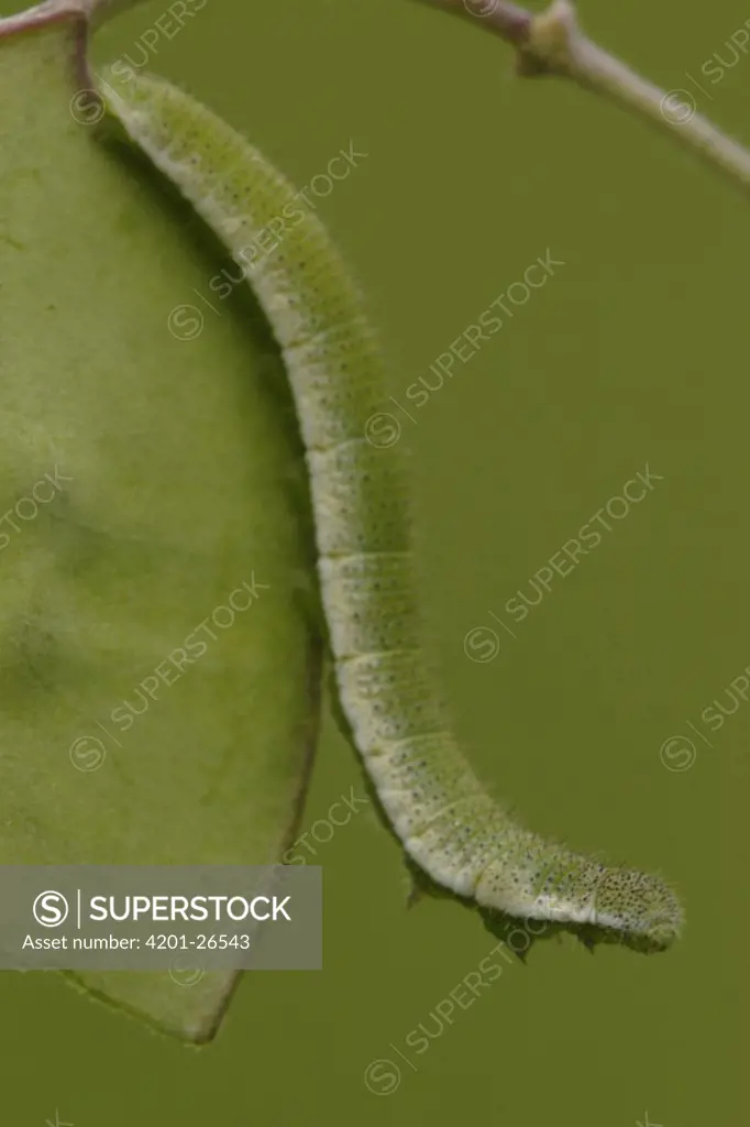 Orange Tip (Anthocharis cardamines) butterfly caterpillar on leaf, Netherlands
