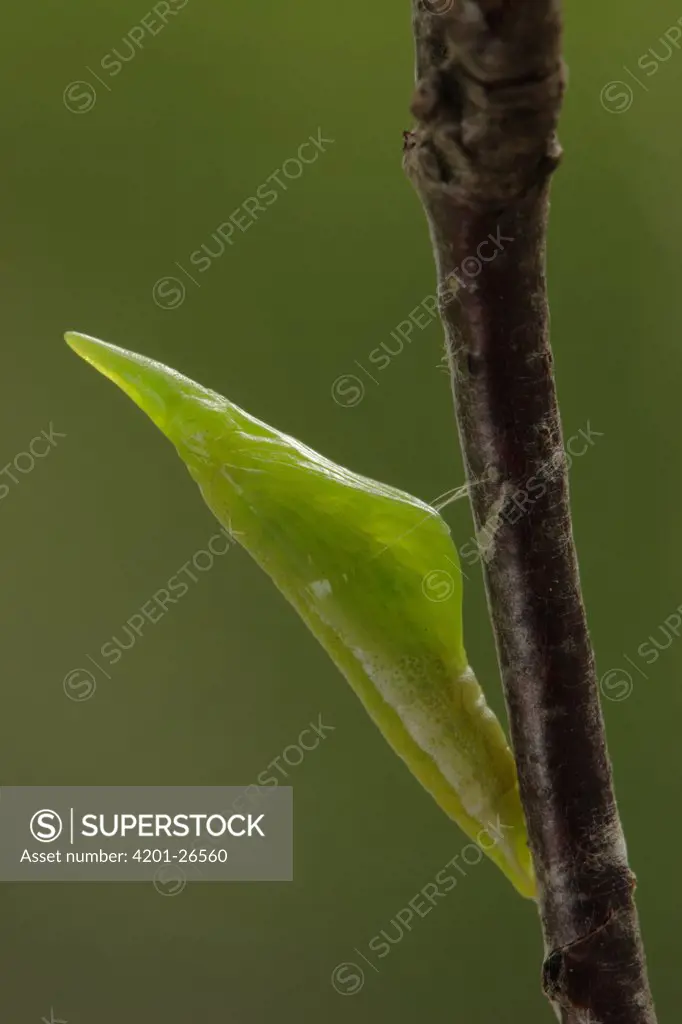 Orange Tip (Anthocharis cardamines) butterfly pupa attached to twig, Netherlands