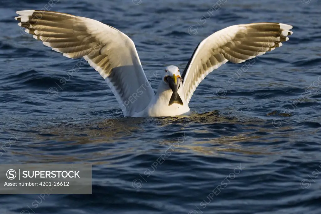 Lesser Black-backed Gull (Larus fuscus) swallowing fish, Lauvsnes, Norway