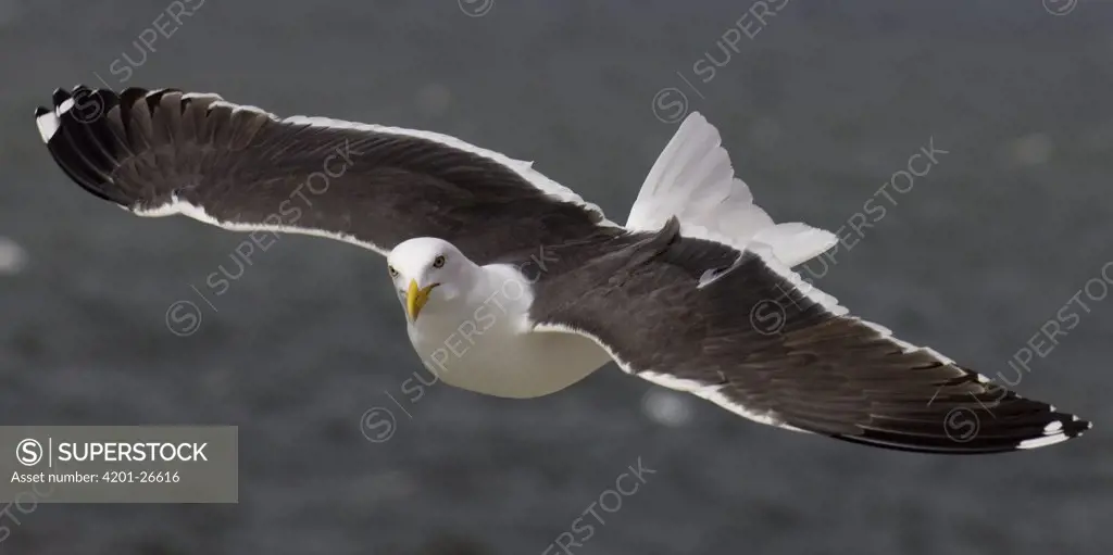 Great Black-backed Gull (Larus marinus) flying, Texel, Netherlands
