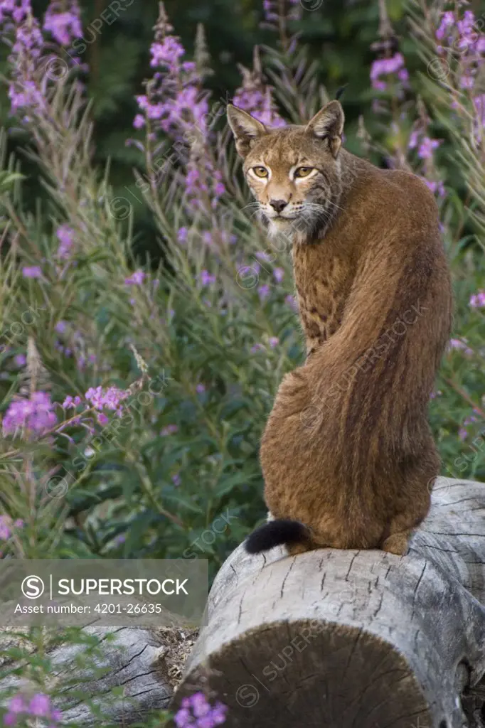 Eurasian Lynx (Lynx lynx) on log, Neuhaus, Germany