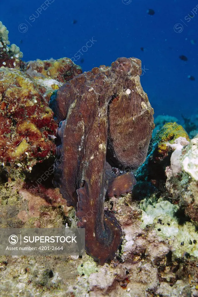 Reef Octopus (Octopus cyanea), Gili Islands, Indonesia