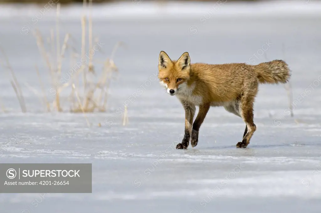 Red Fox (Vulpes vulpes) walking on ice, Feldberg, Germany