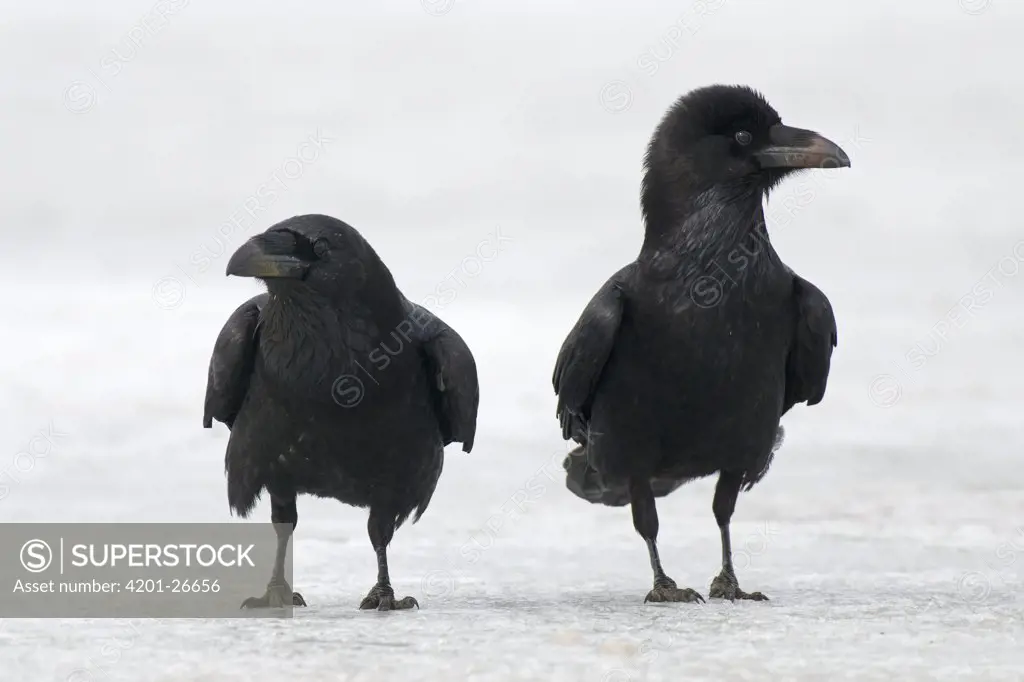 Common Raven (Corvus corax) pair standing on ice, Feldberg, Germany