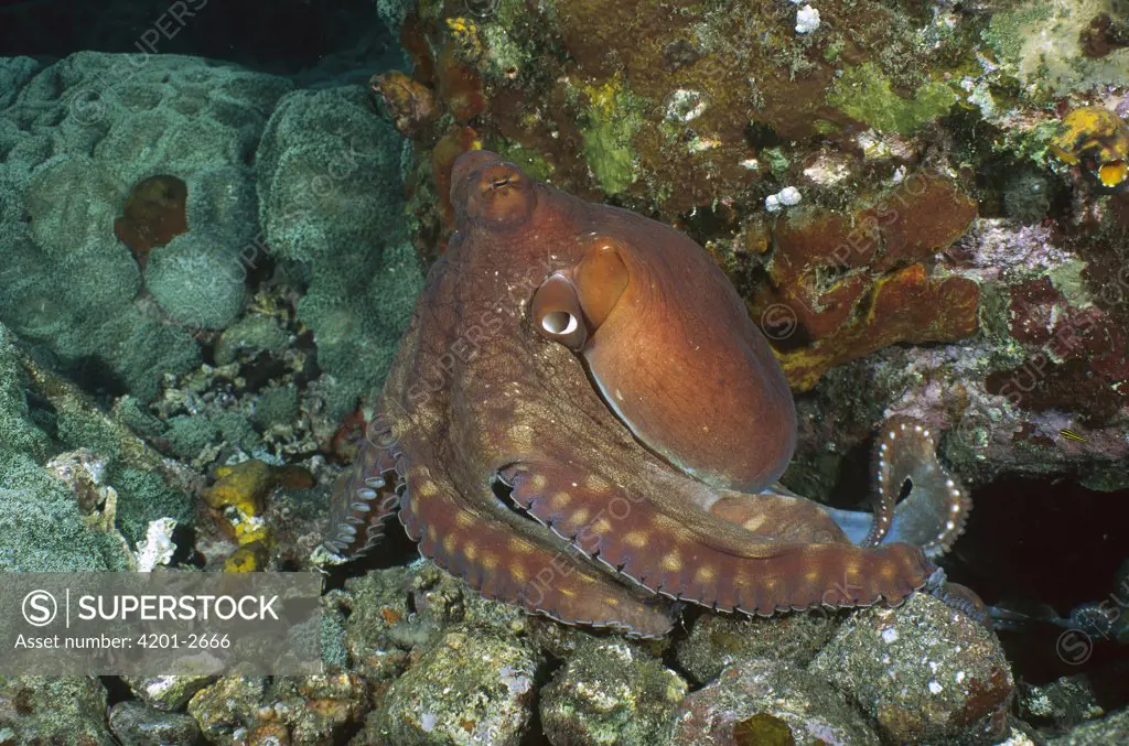 Reef Octopus (Octopus cyanea) exhibiting color change, Gili Islands, Indonesia Sequence 1 of 2