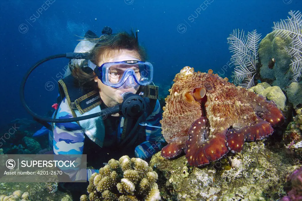 Reef Octopus (Octopus cyanea) looking at diver, Gili Islands, Indonesia