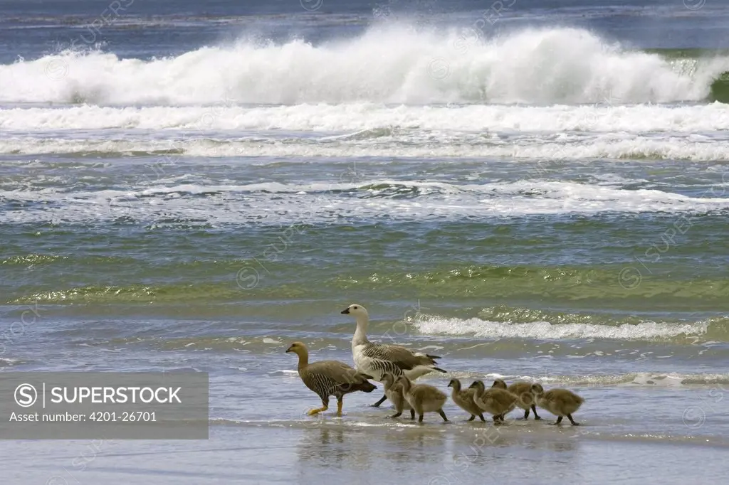 Upland Goose (Chloephaga picta) family at shoreline, Falkland Islands