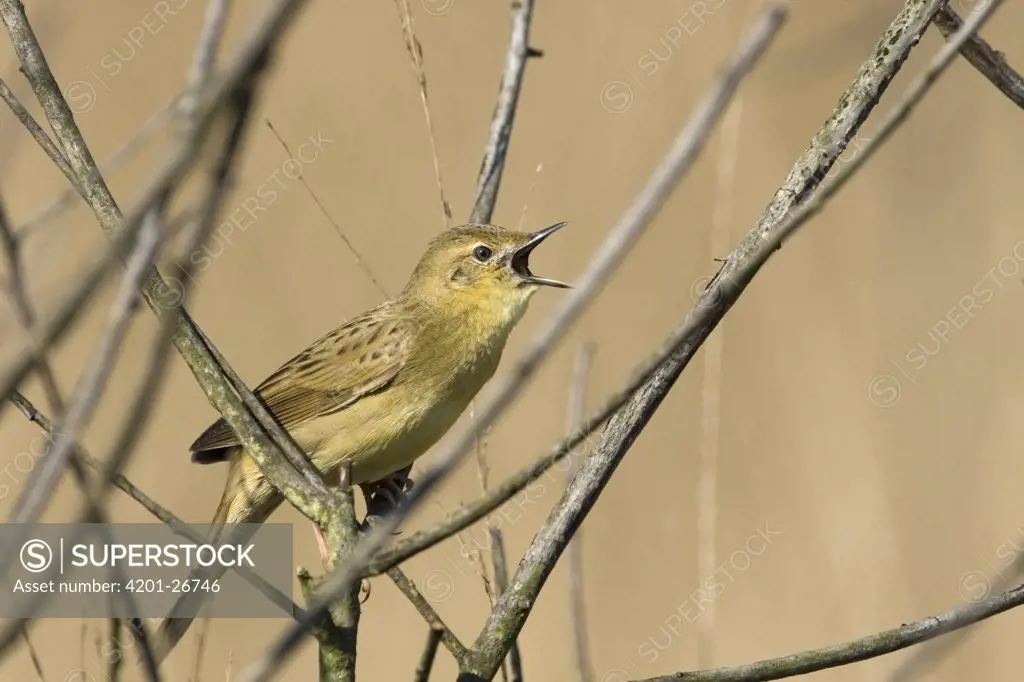 Grasshopper Warbler (Locustella naevia) singing, Netherlands