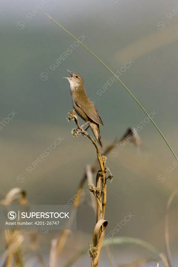 Savi's Warbler (Locustella luscinioides) singing, Netherlands