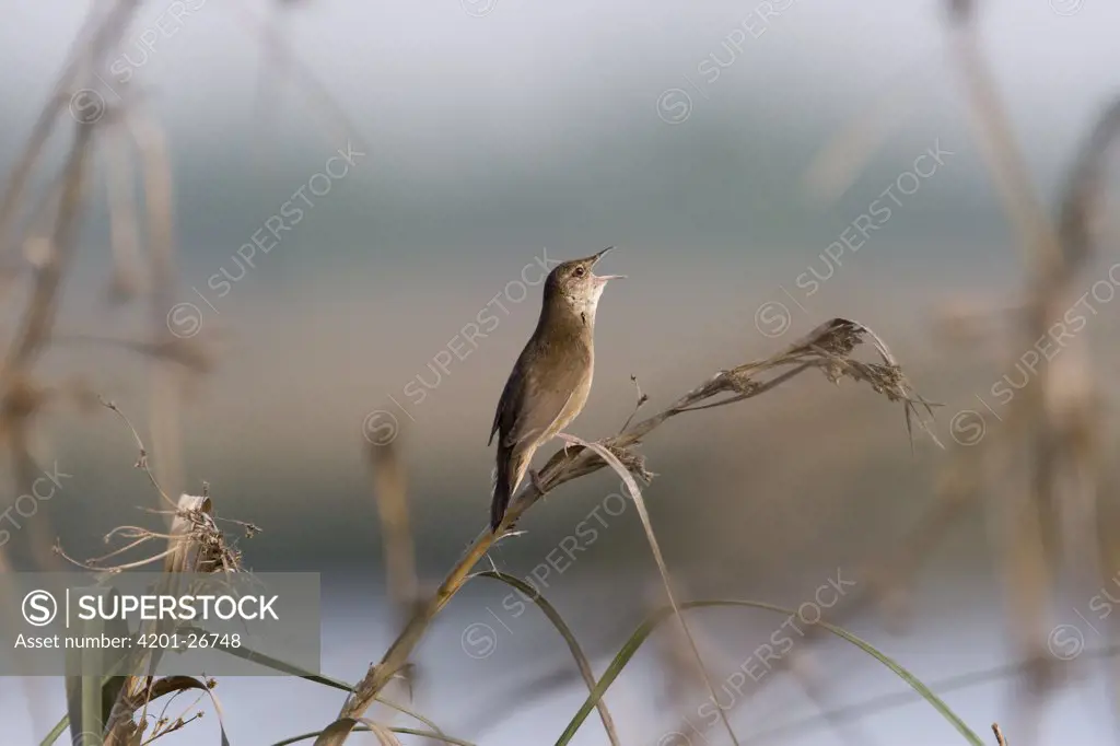 Savi's Warbler (Locustella luscinioides) singing, Netherlands