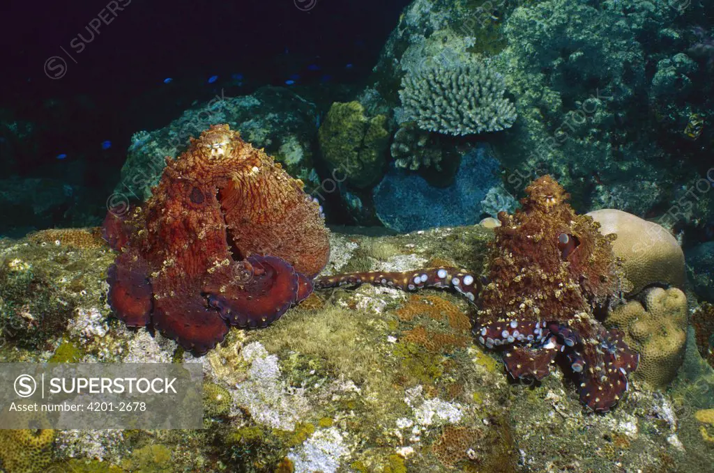 Reef Octopus (Octopus cyanea) pair mating, Bali, Indonesia
