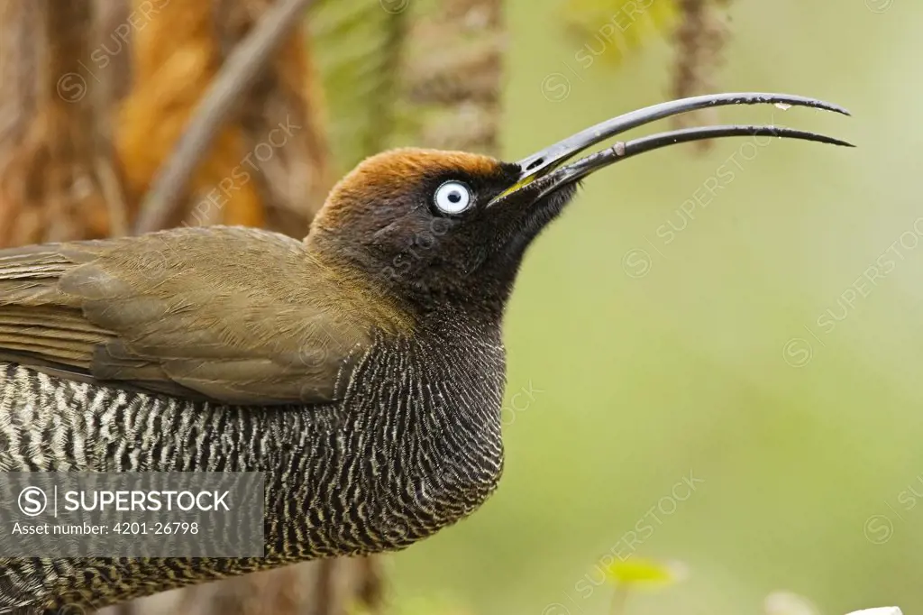 Brown Sicklebill (Epimachus meyeri) female calling, Papua New Guinea
