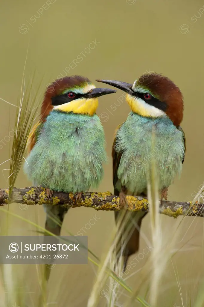 European Bee-eater (Merops apiaster) pair perching on branch, Donana National Park, Seville, Spain