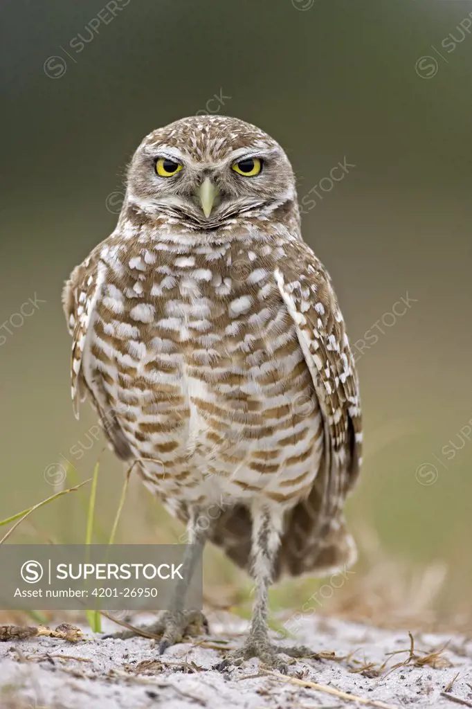 Burrowing Owl (Athene cunicularia), Florida