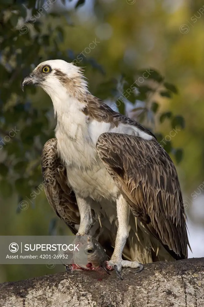 Osprey (Pandion haliaetus) feeding on fish, Florida