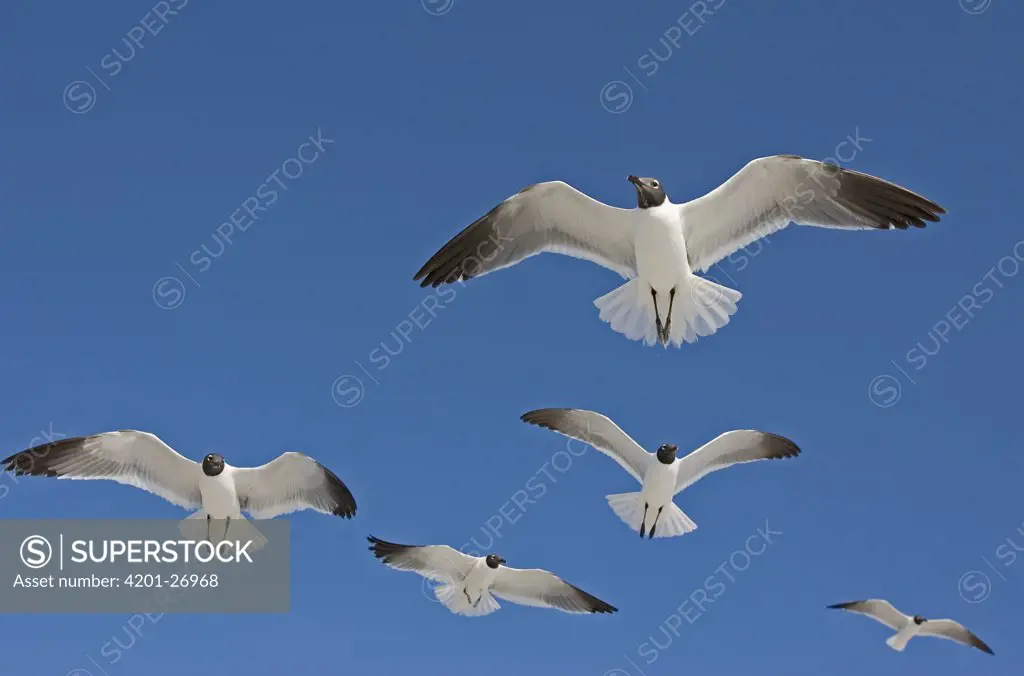 Laughing Gull (Larus atricilla) group flying, Florida
