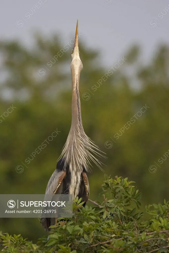 Great Blue Heron (Ardea herodias) displaying, Florida